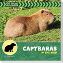 Capybaras in the Wild
