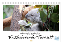 Traumziel Australien - Faszinierende Tierwelt 2025 (Tischkalender 2025 DIN A5 quer), CALVENDO Monatskalender