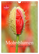 Mohnblumen-ein Traum in rot (Wandkalender 2024 DIN A4 hoch), CALVENDO Monatskalender