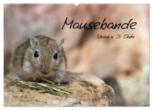 Di Chito, Ursula. Mausebande (Wandkalender 2024 DIN A2 quer), CALVENDO Monatskalender - Ein Kalender mit kleinen niedlichen Mäusen. Calvendo Verlag, 2023.