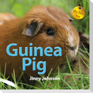 Guinea Pig