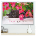 Inselkatzen (hochwertiger Premium Wandkalender 2024 DIN A2 quer), Kunstdruck in Hochglanz