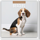 Beagles - Beagle 2027 - 16-Monatskalender