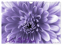 Lila Blüten (Wandkalender 2024 DIN A4 quer), CALVENDO Monatskalender
