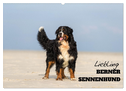 Liebling BERNER SENNENHUND (Wandkalender 2024 DIN A2 quer), CALVENDO Monatskalender