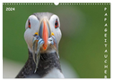 Papageitaucher (Wandkalender 2024 DIN A3 quer), CALVENDO Monatskalender
