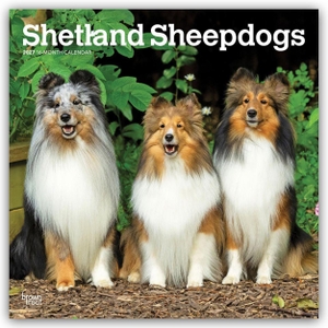 Publishers, Browntrout. Shetland Sheepdogs - Shetland Sheepdog - Sheltie 2027 - 16-Monatskalender - Original BrownTrout-Kalender [Mehrsprachig] [Kalender]. Browntrout Verlags GmbH, 2026.