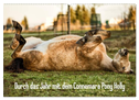 Durch das Jahr mit dem Connemara Pony Holly (Wandkalender 2024 DIN A2 quer), CALVENDO Monatskalender