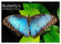 Butterfly's - Schmetterlinge für Zuhause (Wandkalender 2025 DIN A2 quer), CALVENDO Monatskalender