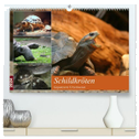 Schildkröten - Gepanzerte Urzeitwesen (hochwertiger Premium Wandkalender 2024 DIN A2 quer), Kunstdruck in Hochglanz