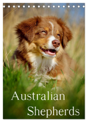 Australian Shepherds (Tischkalender 2025 DIN A5 hoch), CALVENDO Monatskalender
