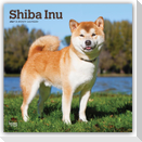 Shiba Inu - Shiba 2027 - 16-Monatskalender