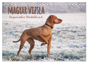 Magyar Vizsla - Ungarischer Vorstehhund (Tischkalender 2024 DIN A5 quer), CALVENDO Monatskalender