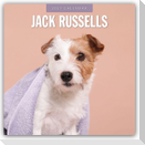 Jack Russells - Jack Russell Terrier 2027 - 16-Monatskalender