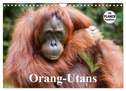 Orang-Utans (Wandkalender 2025 DIN A4 quer), CALVENDO Monatskalender