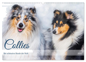 Collies - die schönsten Hunde der Welt (Wandkalender 2024 DIN A3 quer), CALVENDO Monatskalender