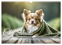 Chihuahuas - Kleine Hunde - große Temperamentbündel (Wandkalender 2025 DIN A3 quer), CALVENDO Monatskalender