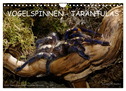 Vogelspinnen - Tarantulas (Wandkalender 2024 DIN A4 quer), CALVENDO Monatskalender