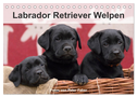 Labrador Retriever Welpen (Tischkalender 2024 DIN A5 quer), CALVENDO Monatskalender
