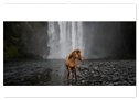 Islandpferde Kalender - Pferde von der Insel aus Feuer und Eis (Wandkalender 2024 DIN A2 quer), CALVENDO Monatskalender