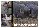 Faszination Minischweine (Wandkalender 2025 DIN A2 quer), CALVENDO Monatskalender