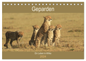 Geparden - Ein Leben in Afrika (Tischkalender 2024 DIN A5 quer), CALVENDO Monatskalender