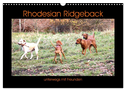Rhodesian Ridgeback unterwegs mit Freunden (Wandkalender 2024 DIN A3 quer), CALVENDO Monatskalender