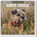 Border Terriers - Border Terrier 2027 - 16-Monatskalender