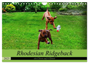 Rhodesian Ridgeback ein Clown auf 4 Pfoten (Wandkalender 2025 DIN A4 quer), CALVENDO Monatskalender