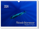 Pilotwale Unterwasser - Globicephala macrorhynchus (Wandkalender 2024 DIN A4 quer), CALVENDO Monatskalender