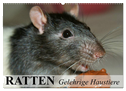 Ratten - Gelehrige Haustiere (Wandkalender 2025 DIN A2 quer), CALVENDO Monatskalender