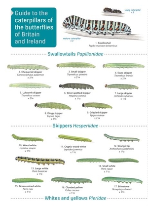 Bebbington, John. Guide to caterpillars of the butterflies of Britain and Ireland. Field Studies Council, 2019.