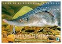 Karpfen, Barbe, Stör: Fische in europäischen Gewässern (Tischkalender 2024 DIN A5 quer), CALVENDO Monatskalender
