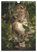 Luchs (Wandkalender 2027 DIN A4 hoch), CALVENDO Monatskalender