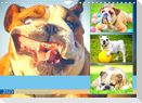 Dicke Freunde. Englische Bulldoggen (Wandkalender 2023 DIN A4 quer)