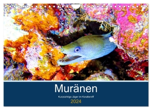 Hess, Andrea. Muränen - Kurzsichtige Jäger im Korallenriff (Wandkalender 2024 DIN A4 quer), CALVENDO Monatskalender - Muränen werden zu Unrecht als Schrecken der Meere bezeichnet. Calvendo, 2023.