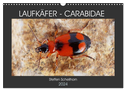 LAUFKÄFER - CARABIDAE (Wandkalender 2024 DIN A3 quer), CALVENDO Monatskalender