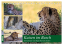 Katzen im Busch (Tischkalender 2024 DIN A5 quer), CALVENDO Monatskalender