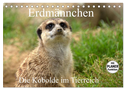 Erdmännchen - Die Kobolde im Tierreich (Tischkalender 2024 DIN A5 quer), CALVENDO Monatskalender