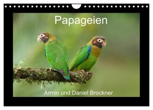 Und Daniel Brockner, Armin. Papageien (Wandkalender 2024 DIN A4 quer), CALVENDO Monatskalender - Die schönsten Vögel der Welt. Calvendo, 2023.