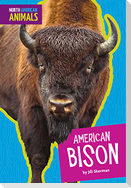 American Bison
