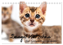 Bengal Kätzchen - Der Geburtstagskalender (Tischkalender 2024 DIN A5 quer), CALVENDO Monatskalender