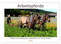 Arbeitspferde - Alltag des belgischen Kaltbluts (Wandkalender 2025 DIN A4 quer), CALVENDO Monatskalender