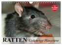 Ratten. Gelehrige Haustiere (Wandkalender 2025 DIN A4 quer), CALVENDO Monatskalender