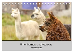 Nowak, Oliver. Unter Lamas und Alpakas (Tischkalender 2024 DIN A5 quer), CALVENDO Monatskalender - Lamas und Alpakas in Südamerika. Calvendo, 2023.