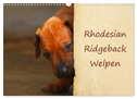 Rhodesian Ridgeback Welpen (Wandkalender 2024 DIN A3 quer), CALVENDO Monatskalender