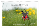 Prager Rattler - Black and Tan - Kleine Hunde ganz groß (Wandkalender 2024 DIN A4 quer), CALVENDO Monatskalender
