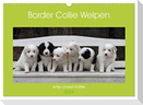 Border Collie Welpen (Wandkalender 2024 DIN A3 quer), CALVENDO Monatskalender