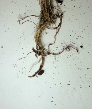 Castro, Luisa / Aguirre, Francisca et al. Raíces : antilogía. Ya lo dijo Casimiro Parker, 2017.