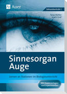 Sinnesorgan Auge